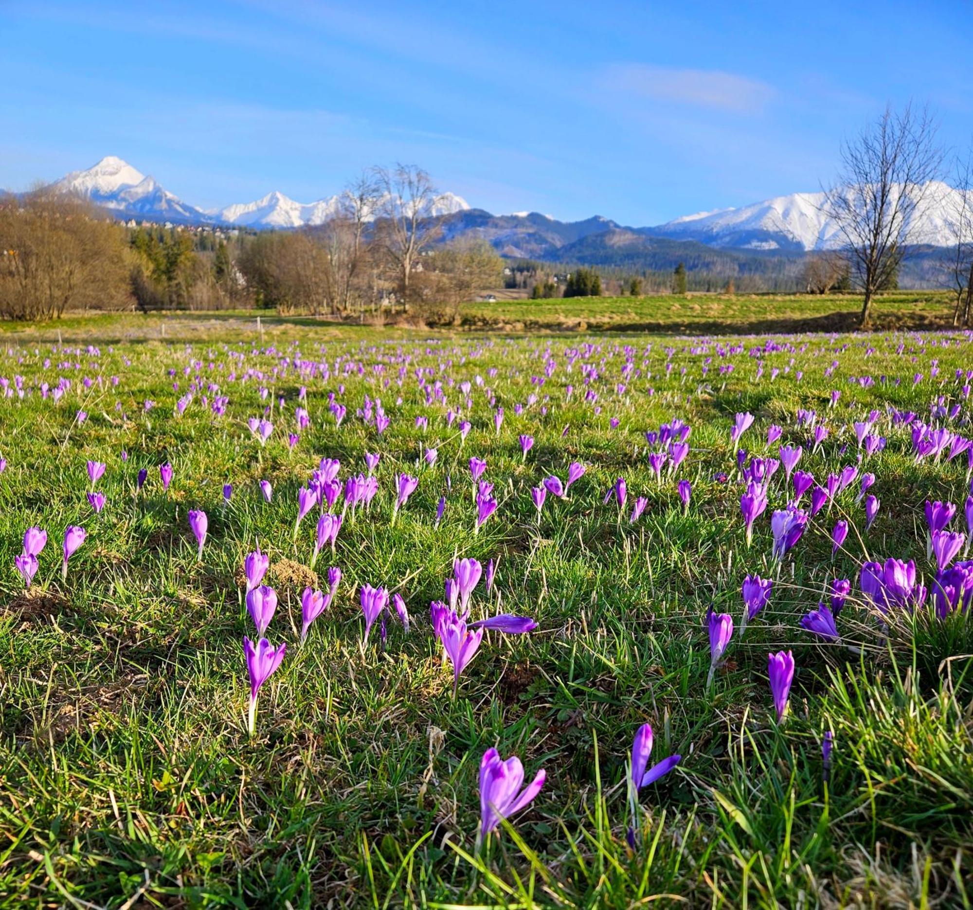 Goralska Chatka 3 Highland Cottage - Jacuzzi, Sauna, Split Ac, Private Parking, Mountains View Zakopane Ngoại thất bức ảnh