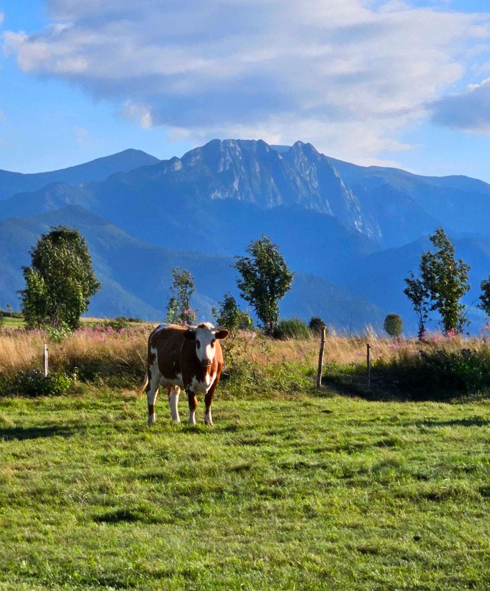 Goralska Chatka 3 Highland Cottage - Jacuzzi, Sauna, Split Ac, Private Parking, Mountains View Zakopane Ngoại thất bức ảnh