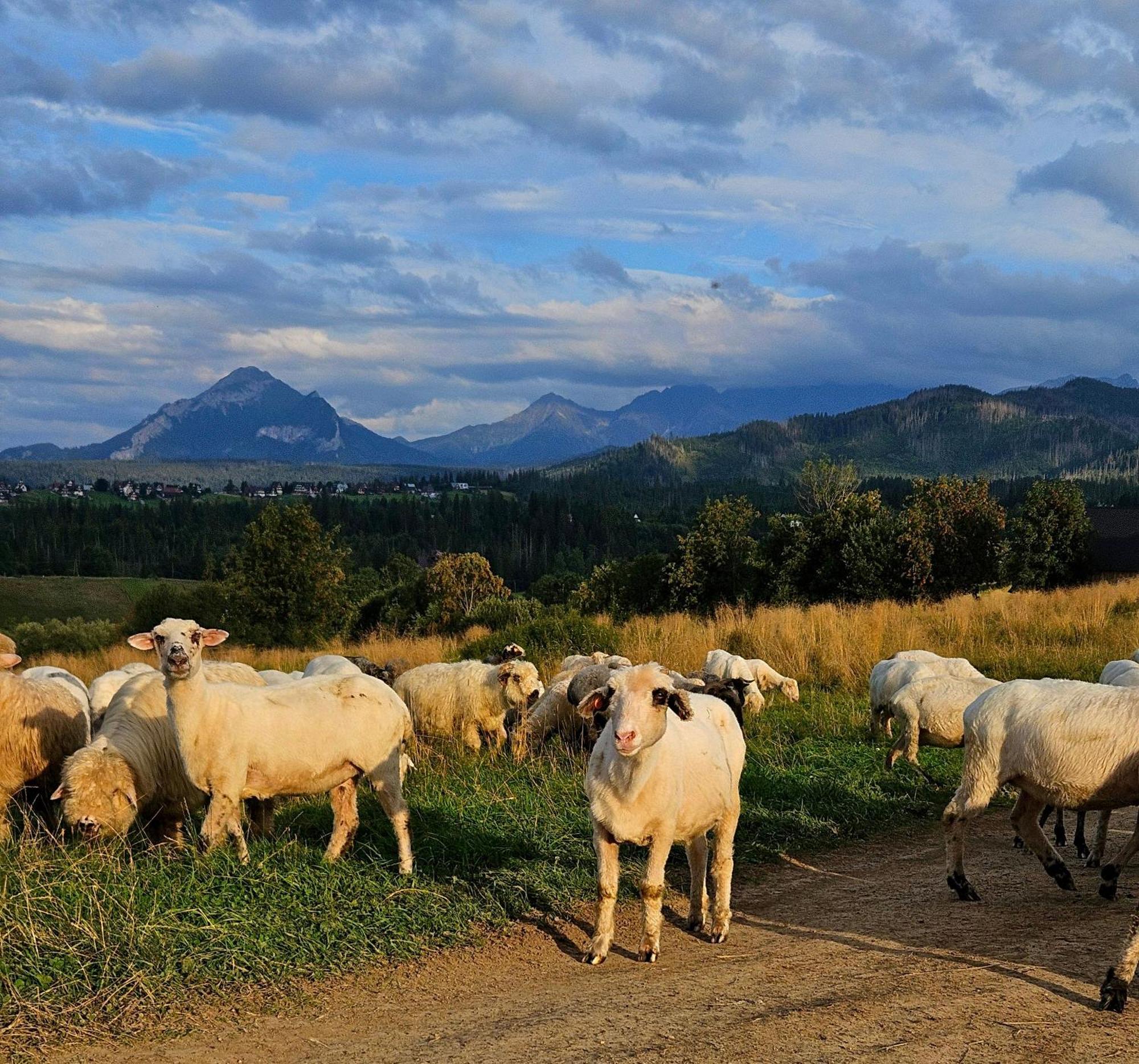 Goralska Chatka 3 Highland Cottage - Jacuzzi, Sauna, Split Ac, Private Parking, Mountains View Zakopane Ngoại thất bức ảnh