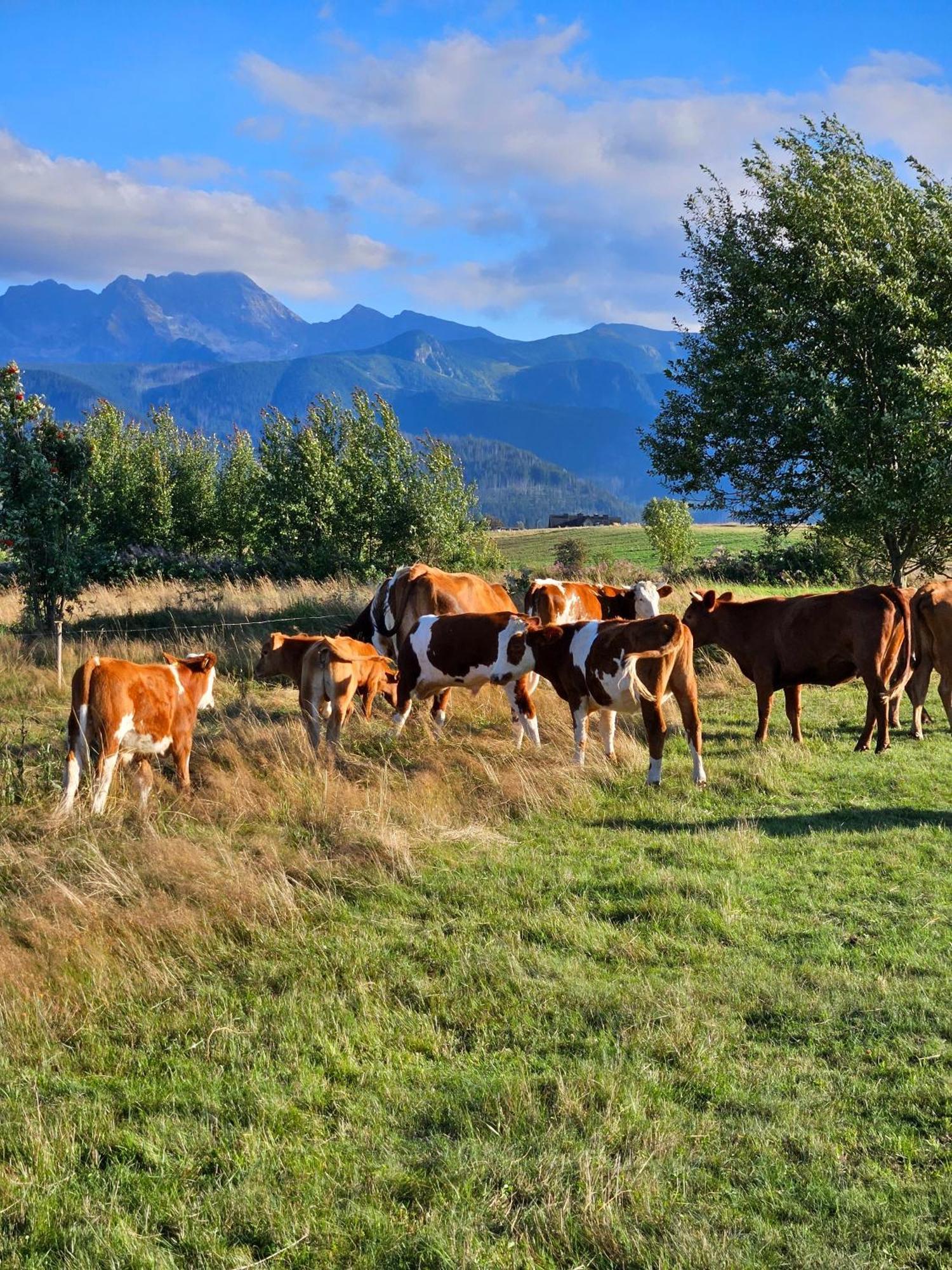 Goralska Chatka 3 Highland Cottage - Jacuzzi, Sauna, Split Ac, Private Parking, Mountains View Zakopane Ngoại thất bức ảnh